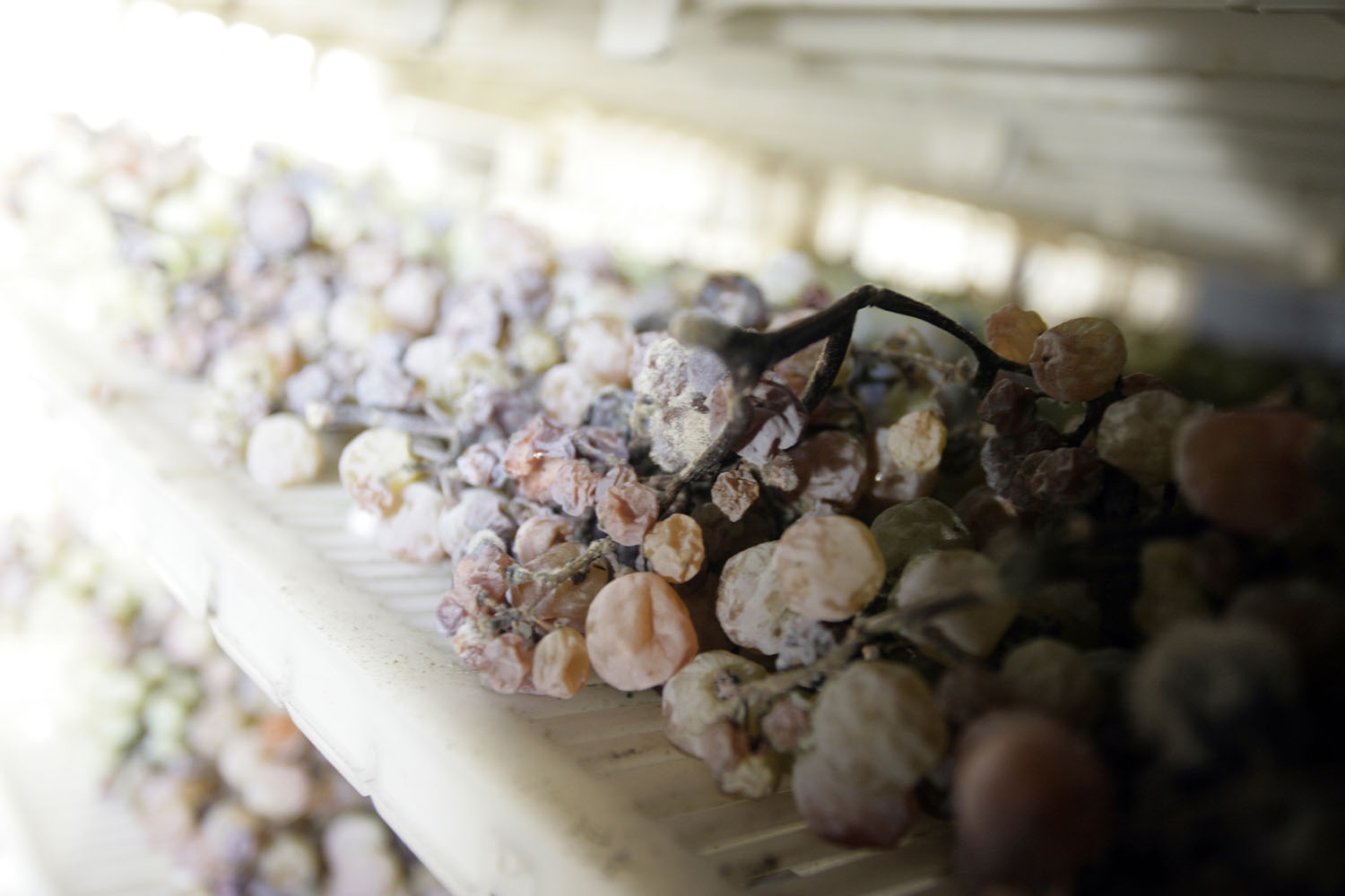 Камеры для увяливания винограда от SORDATO